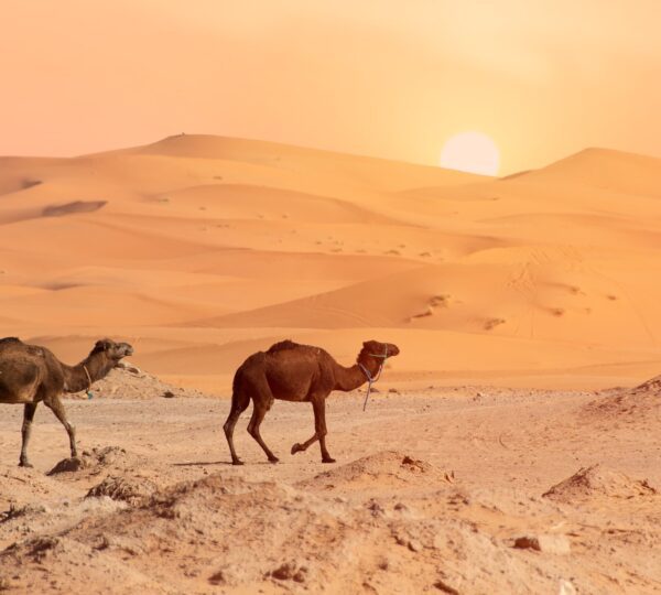 camels