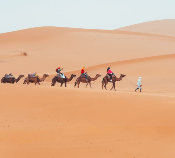 camel ridinig