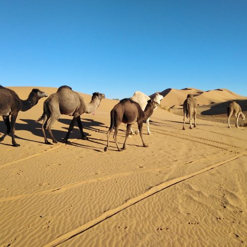 camels