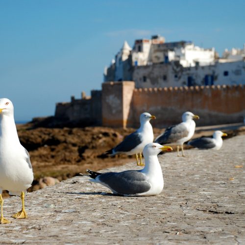 Grand Morocco Tour essaouira